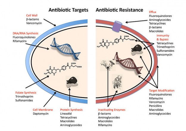 Antibiotika: Arten Und Antibiotische Therapie