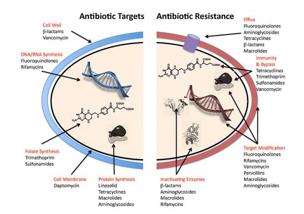 Antibiotika Arten und antibiotische Therapie