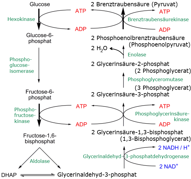 Schema der Glykolyse