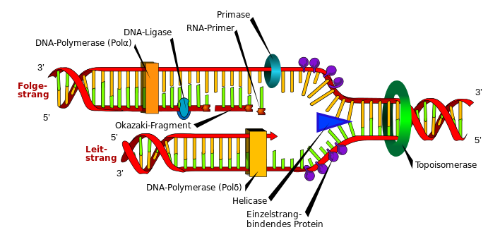Schematische Darstellung der DNA-Replikation.