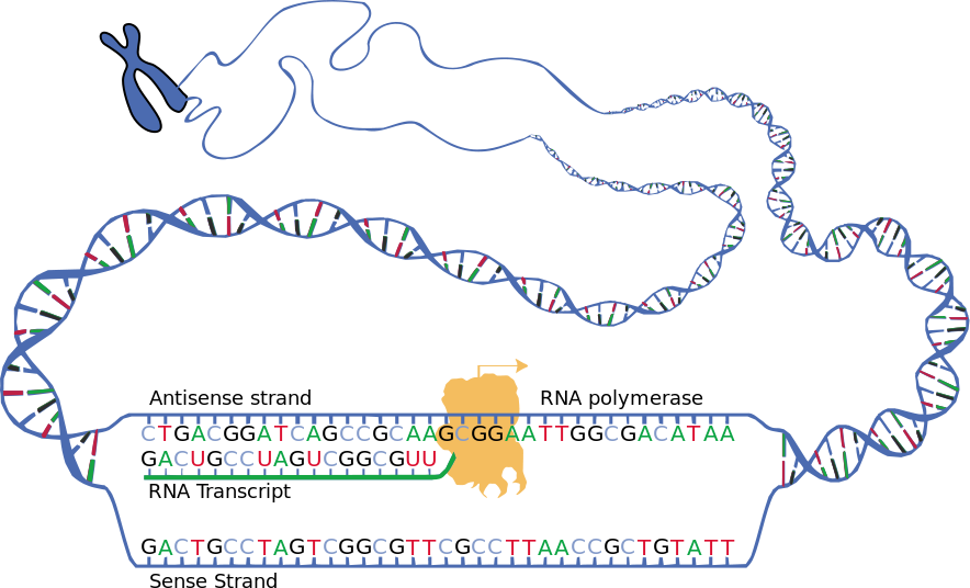 Schematische Darstellung der beiden DNA-Stränge während der Transkription (sense und antisense) und des entstehenden RNA-Transkripts