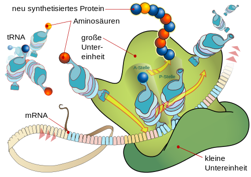 Translation von mRNA und die Synthese von Proteinen am Ribosom
