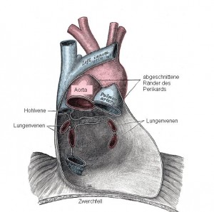 Ventralansicht eines menschlichen Herzbeutels.