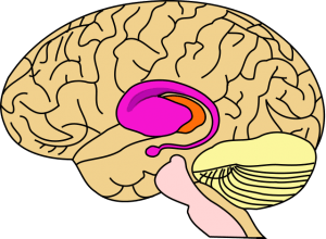 Chorea Huntington Symptome Diagnostik Therapie Lecturio