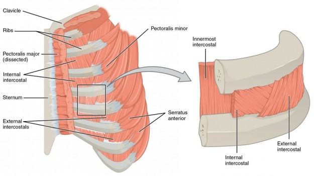 diese abbildung zeigt die zwischenrippenmuskeln