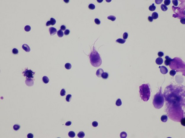 mikroskopie-bakterium-g