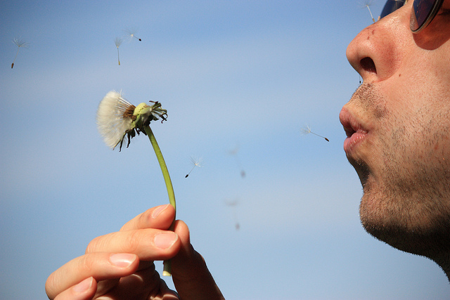 wünschen mit pusteblume