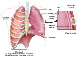 Die Lunge des Menschen.