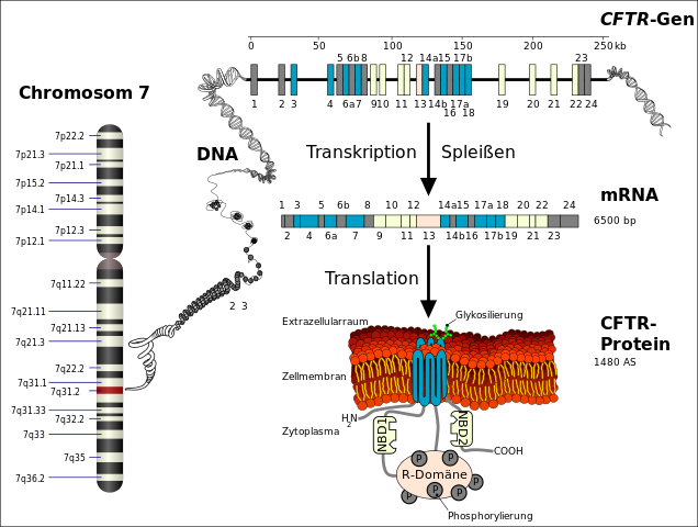 Schematische Darstellung wie aus dem CFTR-Gen auf Chromosom 7 das CFTR-Protein entsteht.