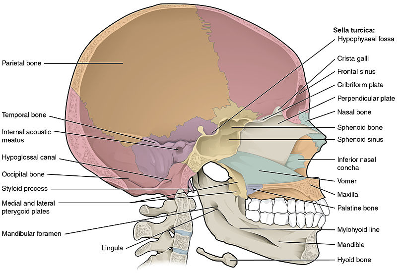 Sagittal Section of Skull