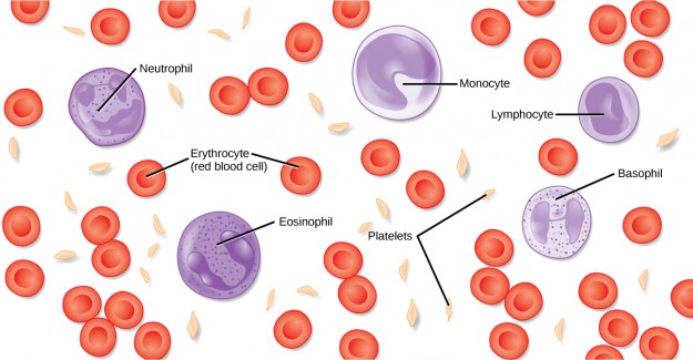 Blutstruktur