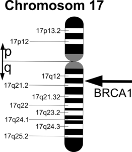 Darstellung des BRCA1-Gens