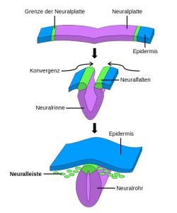 Entstehung des Neuralrohrs mit der Neuralleiste (grüne Punkte) aus der Neuralplatte.