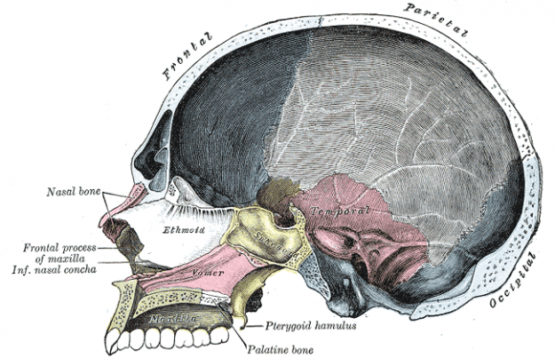 Anatomie Schädel