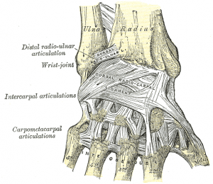 Hand-baender-posterior