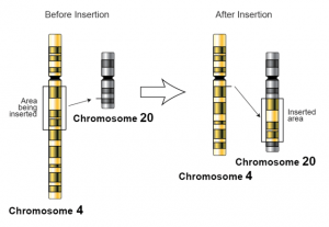 Genmutationen: Insertion