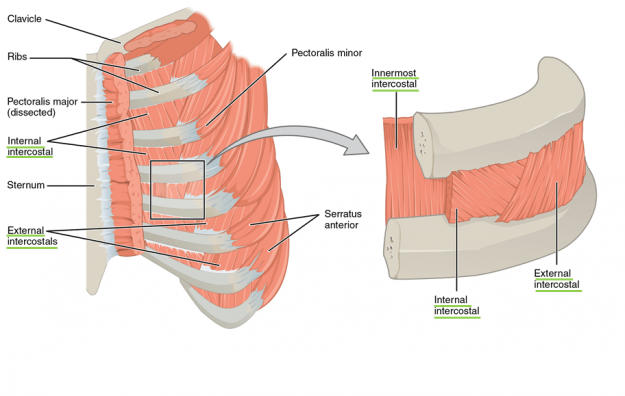 The external intercostals are located laterally on the sides of the body. The internal intercostals are located medially near the sternum. The innermost intercostals are located deep to both the internal and external intercostals.