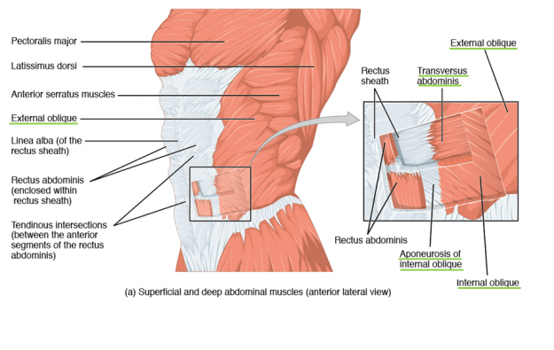 Superficial and deep abdominal muscles (anterior lateral view).