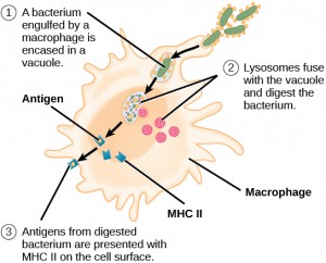 Makrophage verschlingt bakterium