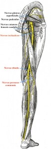 Nervus ischiadicus