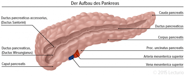 Pankreas1