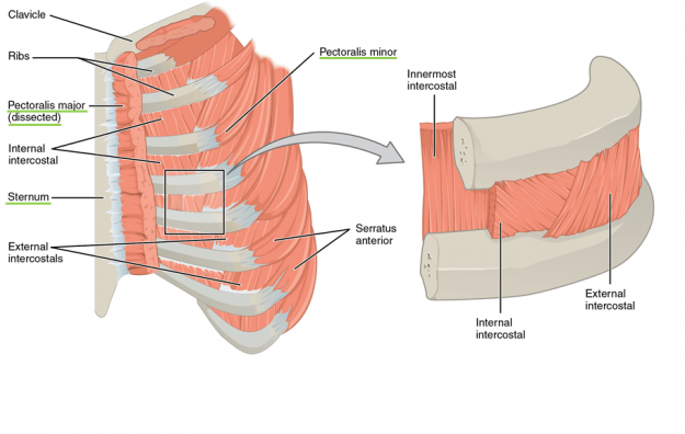 The external intercostals are located laterally on the sides of the body. The internal intercostals are located medially near the sternum. The innermost intercostals are located deep to both the internal and external intercostals.