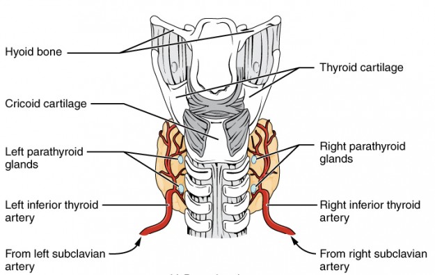 Rückseite der Schilddrüse