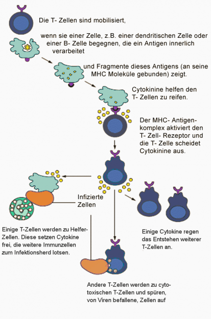Schema-T-Zellen-Aktivierung