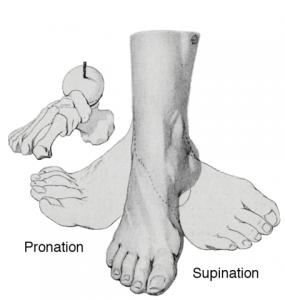 Supination und Pronation des Fußes