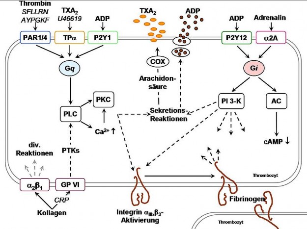 Thrombozytenaggregation