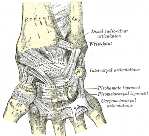 baender-der-hand-anterior