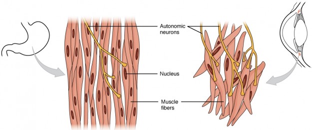 diese abbildung zeigt den aufbau der glatten muskulatur