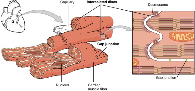 Muskelphysiologie: Muskelkontraktion, Querbrückenzyklus & Krafterzeugung