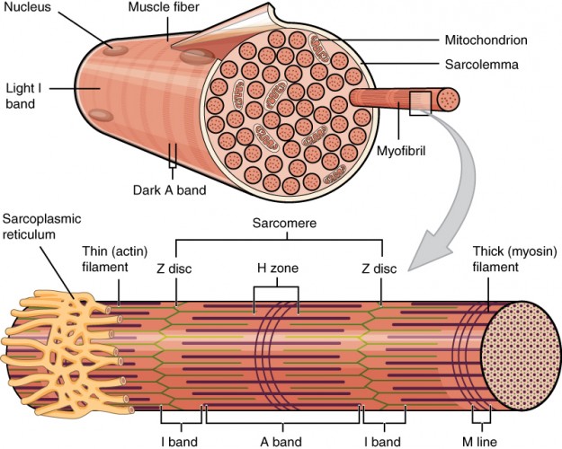 Muskelfasern der Skelettmuskulatur