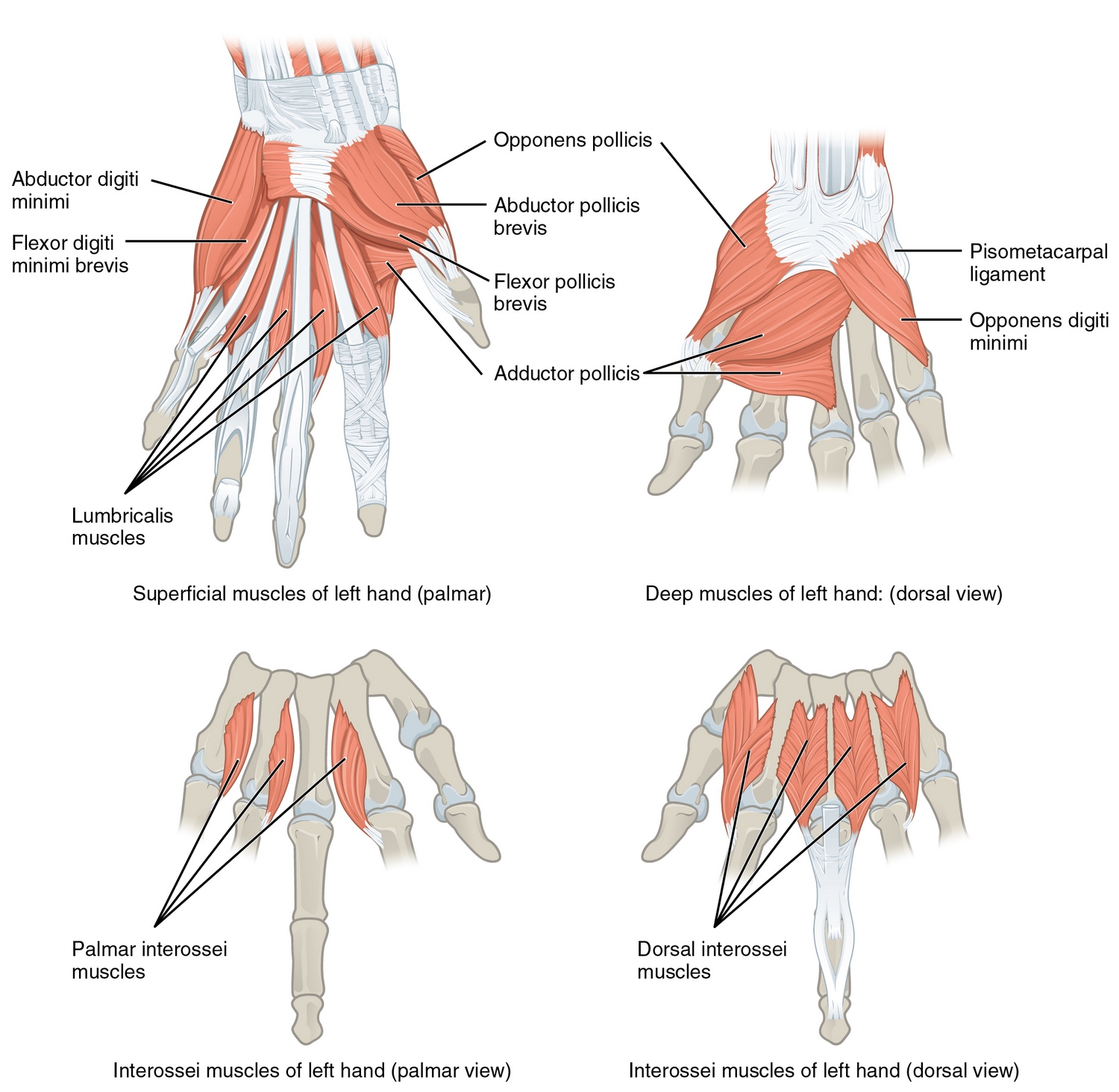 Nervus medianus, N. ulnaris, N. radialis & N. axillaris – Armnerven