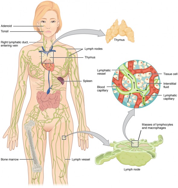 lymphatisches System und dessen Organe