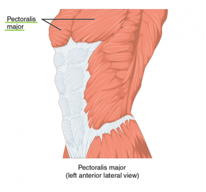 Pectoralis major – überarbeitet