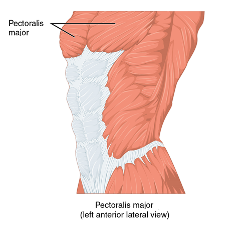 pectoralis major (left anterior lateral-view)