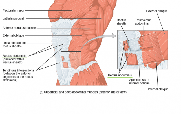 Superficial and deep abdominal muscles (anterior lateral view)