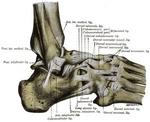 Das Sprunggelenk von der Seite mit allen Bändern im Anatomie-Atlas von Gray