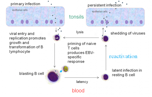 EBV-infektionszyklus