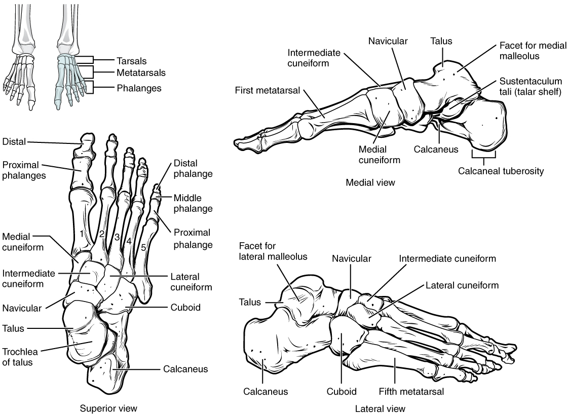 Knochen des Fußes