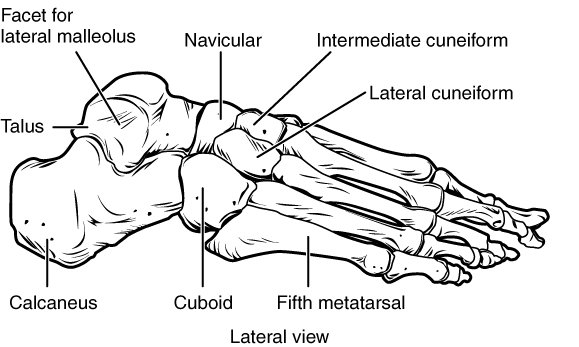 Knochen des Fußes – Laterale Ansicht