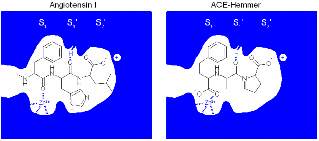 Molekularer Wirkmechanismus der ACE-Hemmer