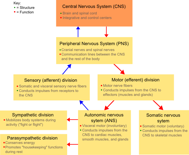 Nervensystem Diagramm