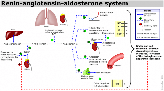 Renin-Angiotensin-Aldosteron-System (RAAS)