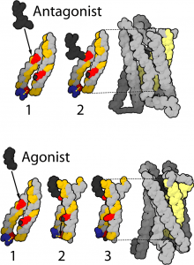 diese abbildung zeigt Konfomationsaenderungen des μ-Rezeptors bei einer Ligandenbindung