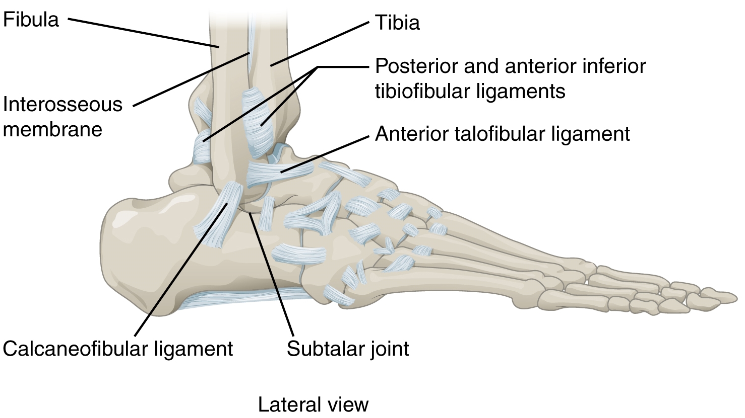 Unteres Sprunggelenk: Anatomie des Articulatio Talotarsalis