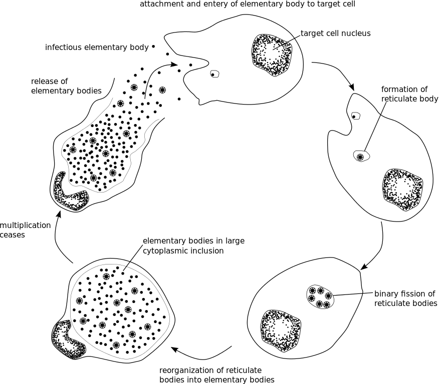 lebenszyklus-chlamydien