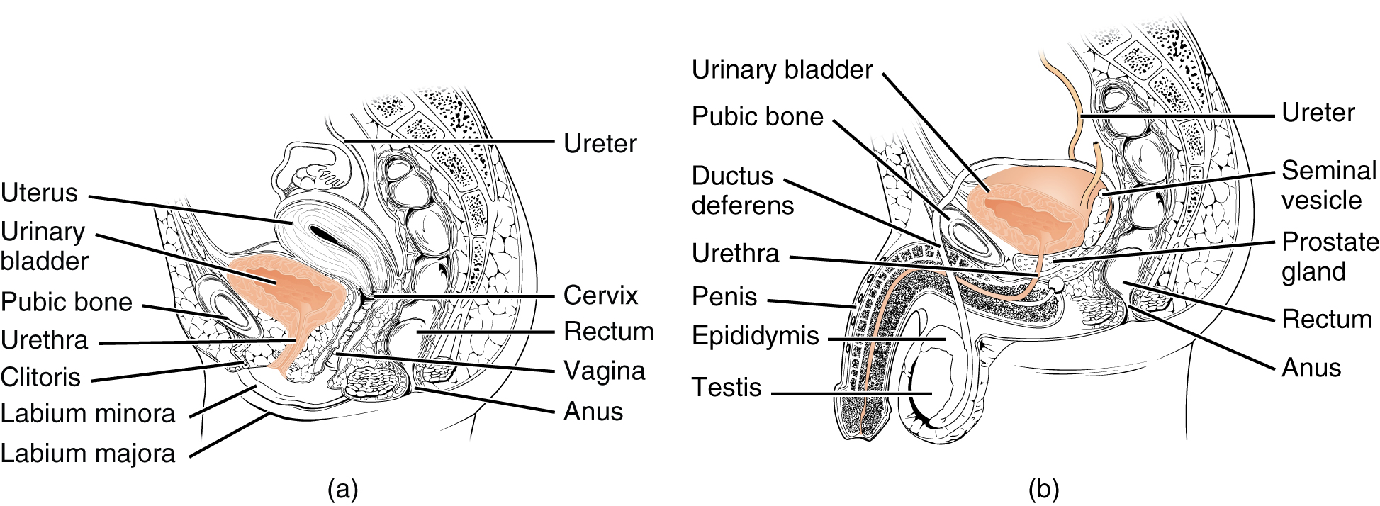 Harnleiter Harnrohre Harnblase Das Urogenitalsystem